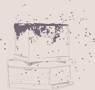 hive illustration ballot flurin